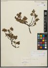 Foto von Salix waldsteiniana Willd.